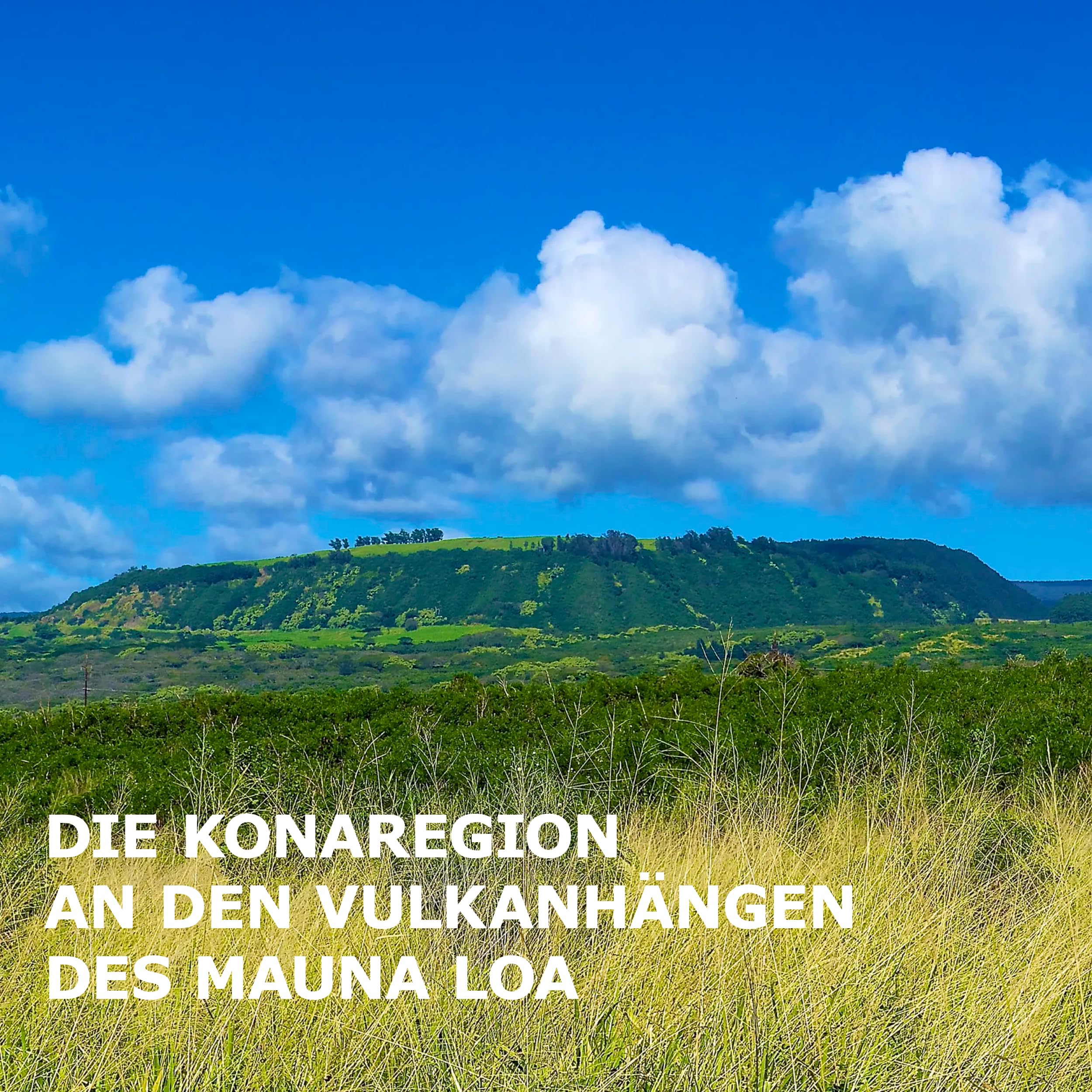 Martermühle Hawaii Kona Pacific Gold Kaffeebohnen 500g mild I Arabica I Aromen: tropische Früchte, süßliche Milde I Ganze Kaffee-Bohnen schonend geröstet, säurearm