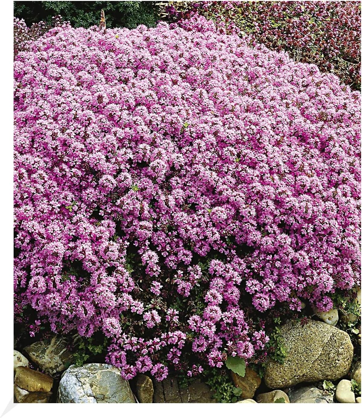 BALDUR Garten Winterharter Bodendecker Langhaariger GebirgsThymian, 3