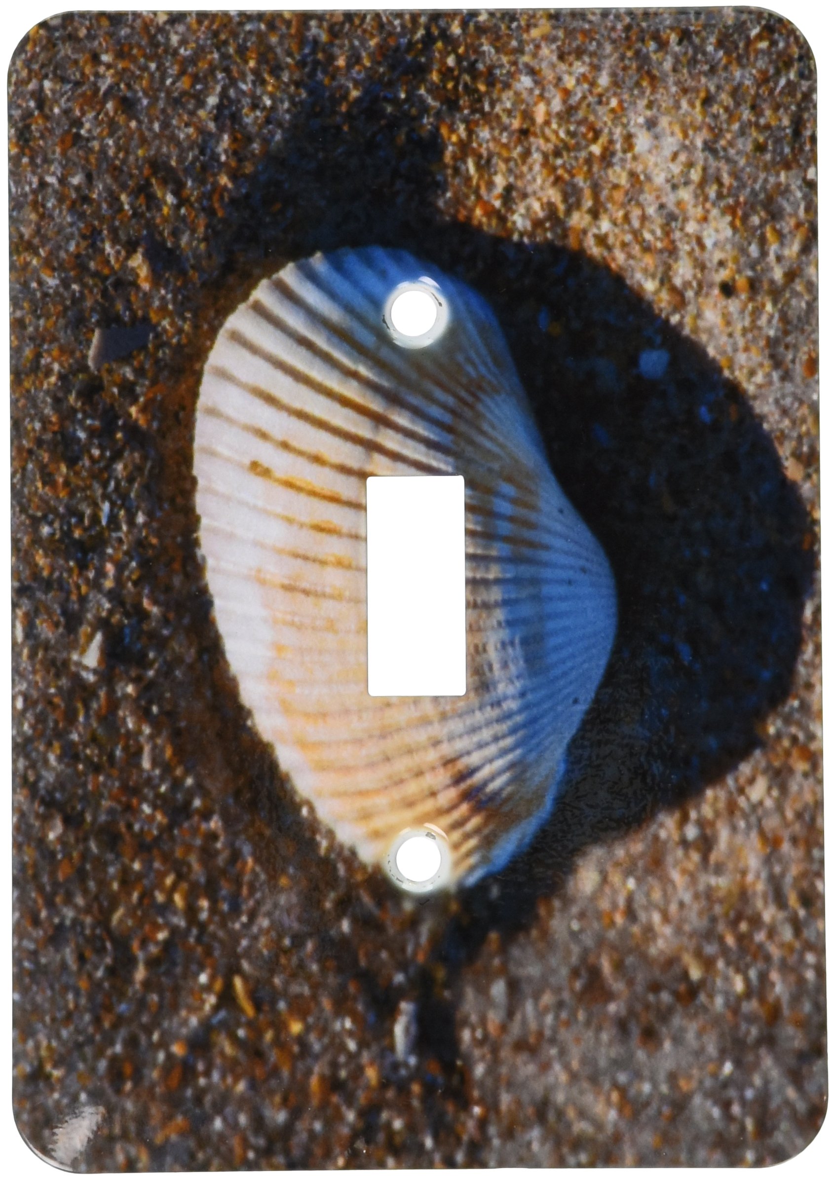 3dRose lsp_208180_1 USA, Florida, New Smyrna Beach, Cockle Shell Single Toggle Switch