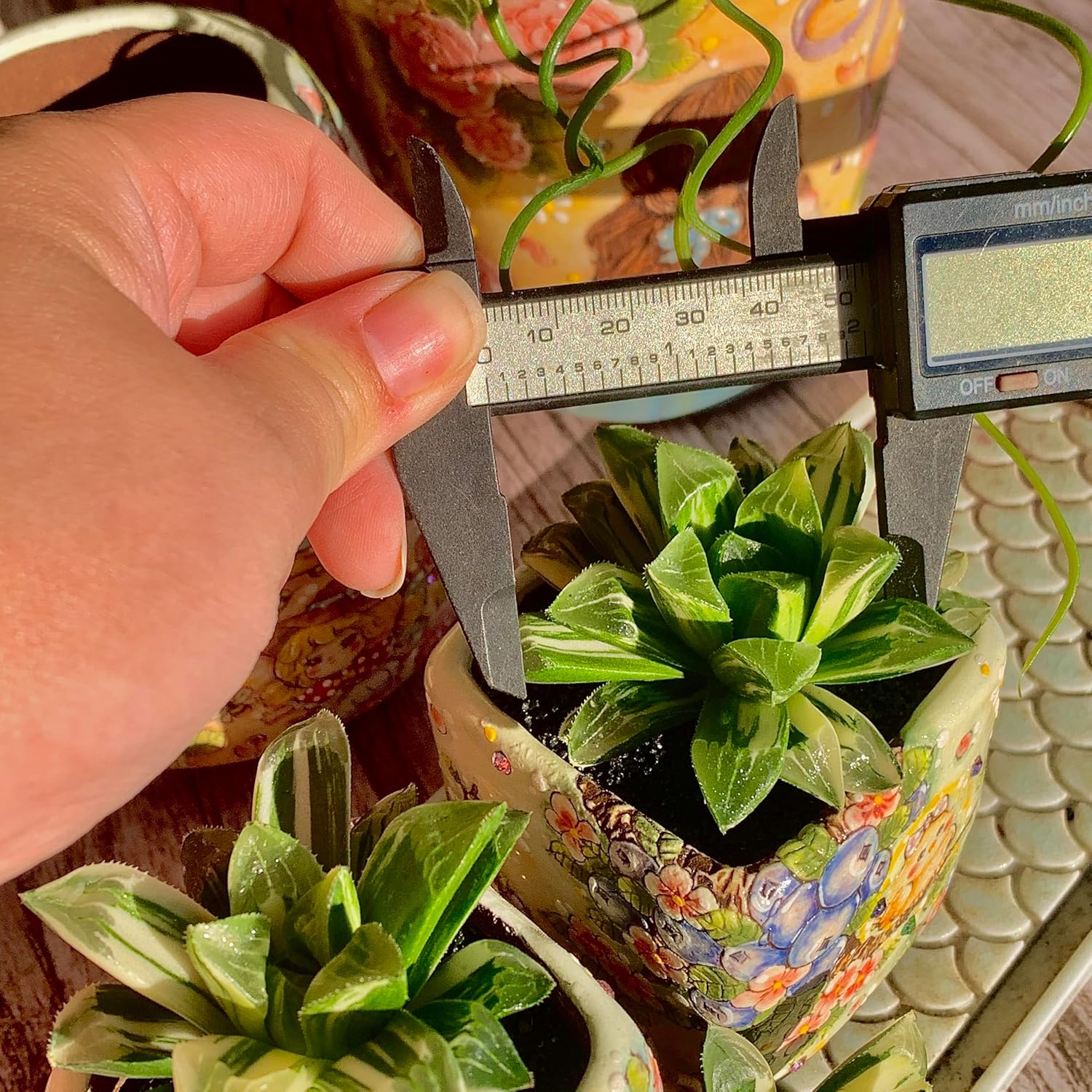 Haworthia heidelbergensis Succulent Kit - with Plastic Pot, 2" Live Plant, Compressed Soil & Guide, for Garden Indoor Office Desk (1, Haworthia heidelbergensis)