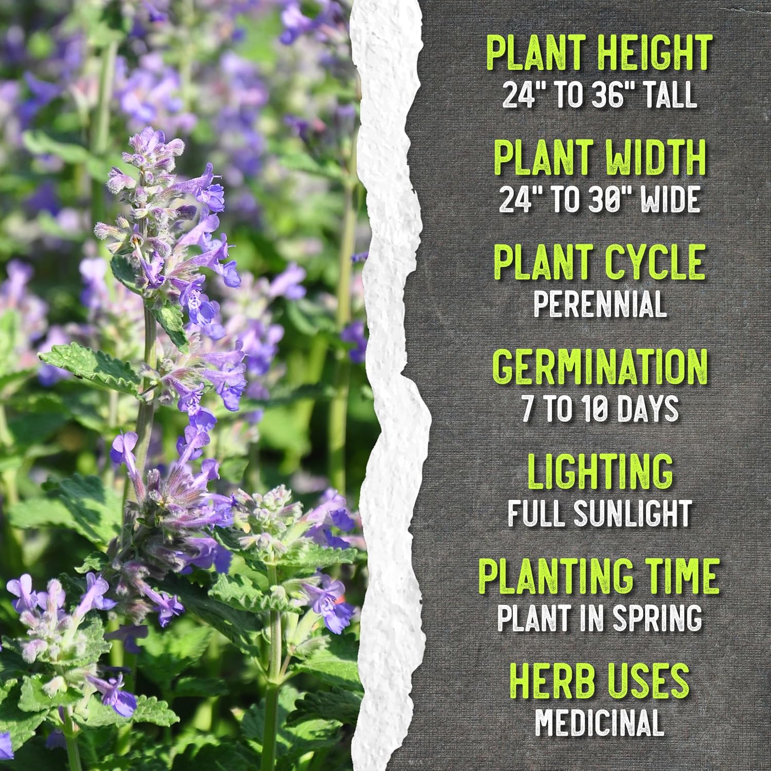 Seed Needs Catmint Seeds for Planting an Indoor/Outdoor Herb Garden - Non-GMO Heirloom & Untreated Herbal Plants - Great for Cats Nepeta mussinii (20 Packs)