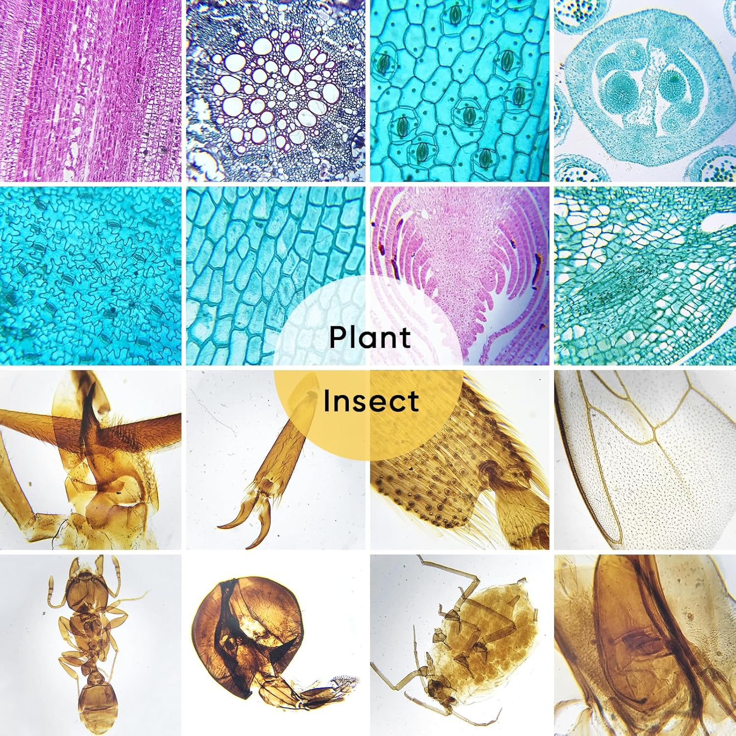 60 Microscope Slides with Specimens,Prepared Microscope Slides for Kids,Glass Slides for Microscope,Prepared Slides for Kids Microscope,Microscope Slide Preparation Kit for Biology Science Classes