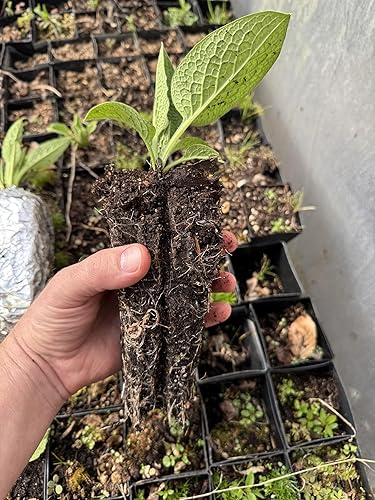 Miniatura 3 de Planta de consuelda orgánica viva  Bocking 14 Cultivar  Paquete de 2  Establecido y enraizado  Macetas de 3 pulgadas  Perenne de rápido crecimiento