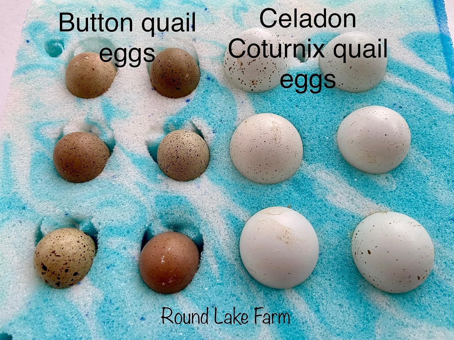 Premium Button & Celadon Coturnix Quail Hatching Egg Set - 12 Eggs Total (6 Button Eggs and 6 Celadon Coturnix Eggs) - Shipped in Foam