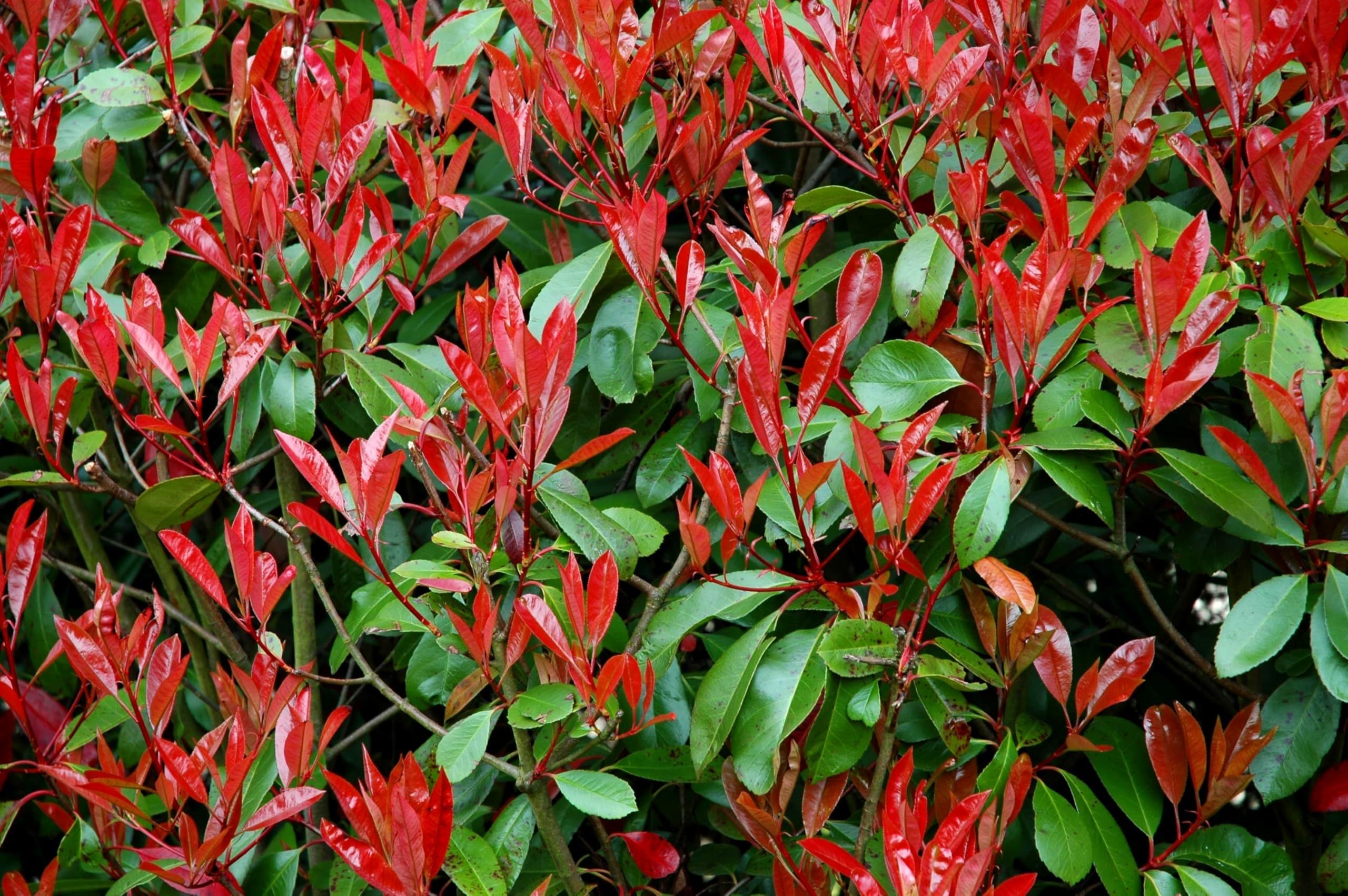 Amazon.com : Photinia Red Tip - 3 Live Plants - Photinia x Fraseri -  Evergreen Landscape Shrub : Patio, Lawn & Garden