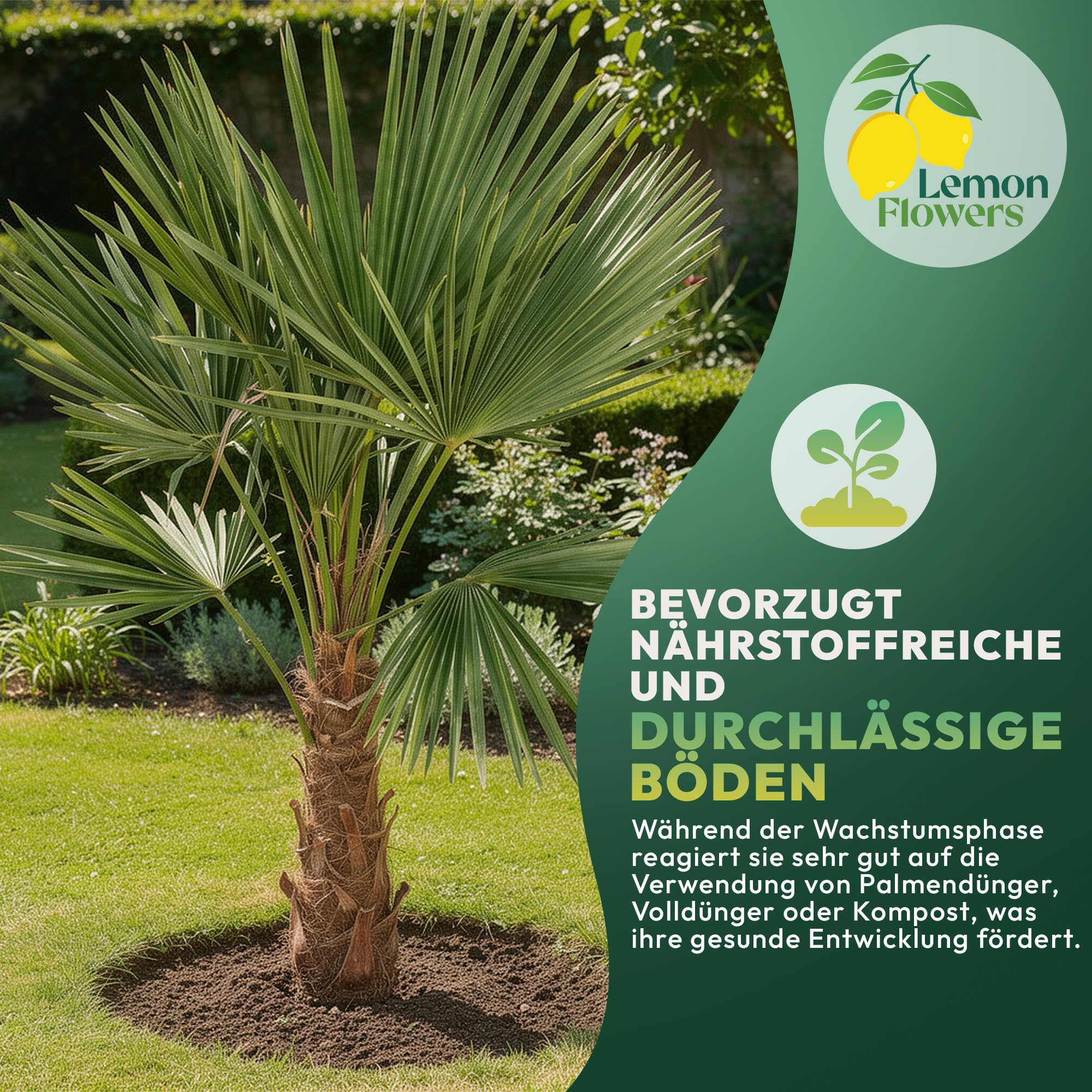 Palme Winterhart Für Außen Trachycarpus Fortunei 140cm - Palmen Winterhart Draußen - Palmen für draußen - Palme echt Ideale Balkonpflanzen - Hanfpalme