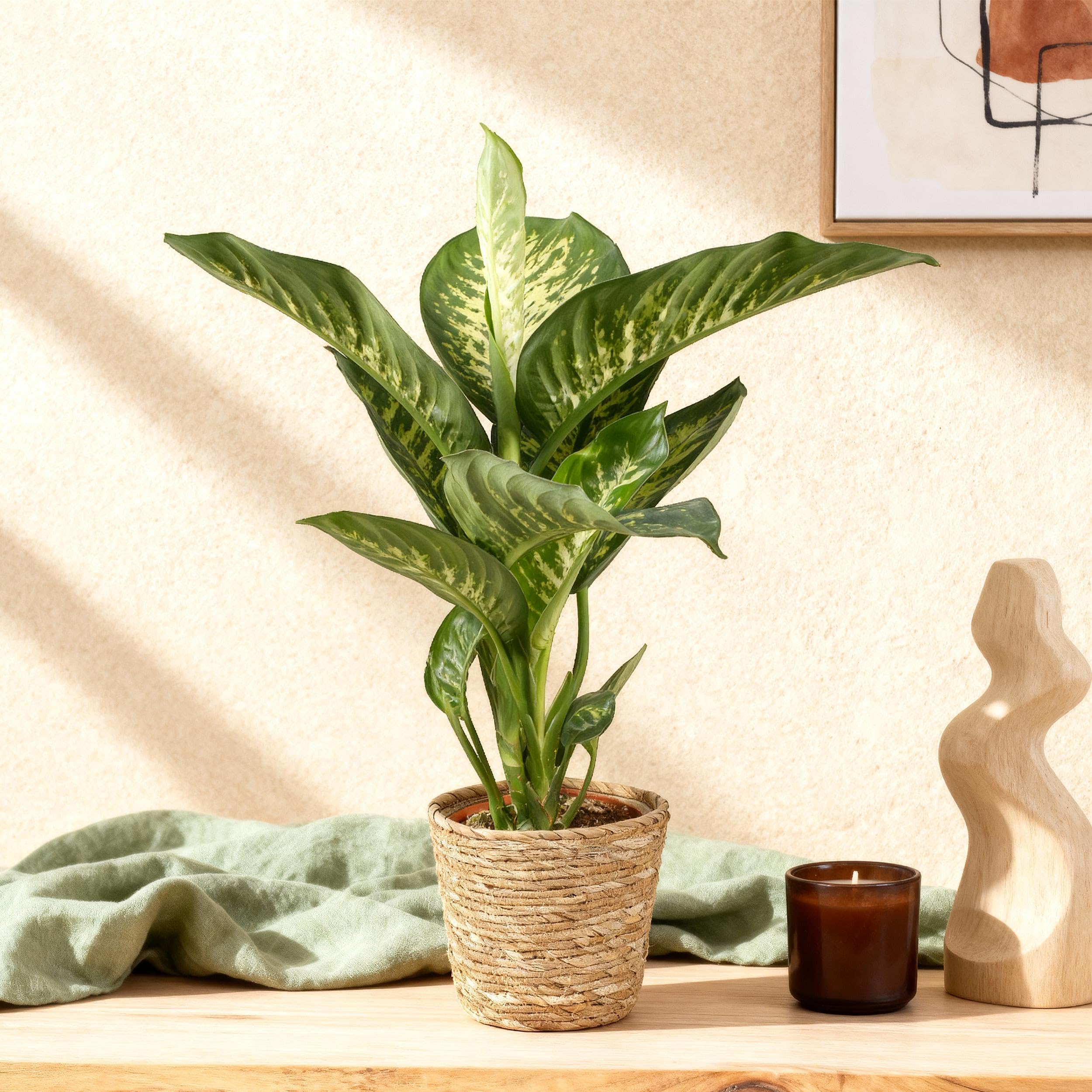 Diefenbachia Tropic Snow - Dieffenbachia - Pflegeleicht - Grün - 90-100cm - Ø21cm - Zimmerpflanze - Immergrün