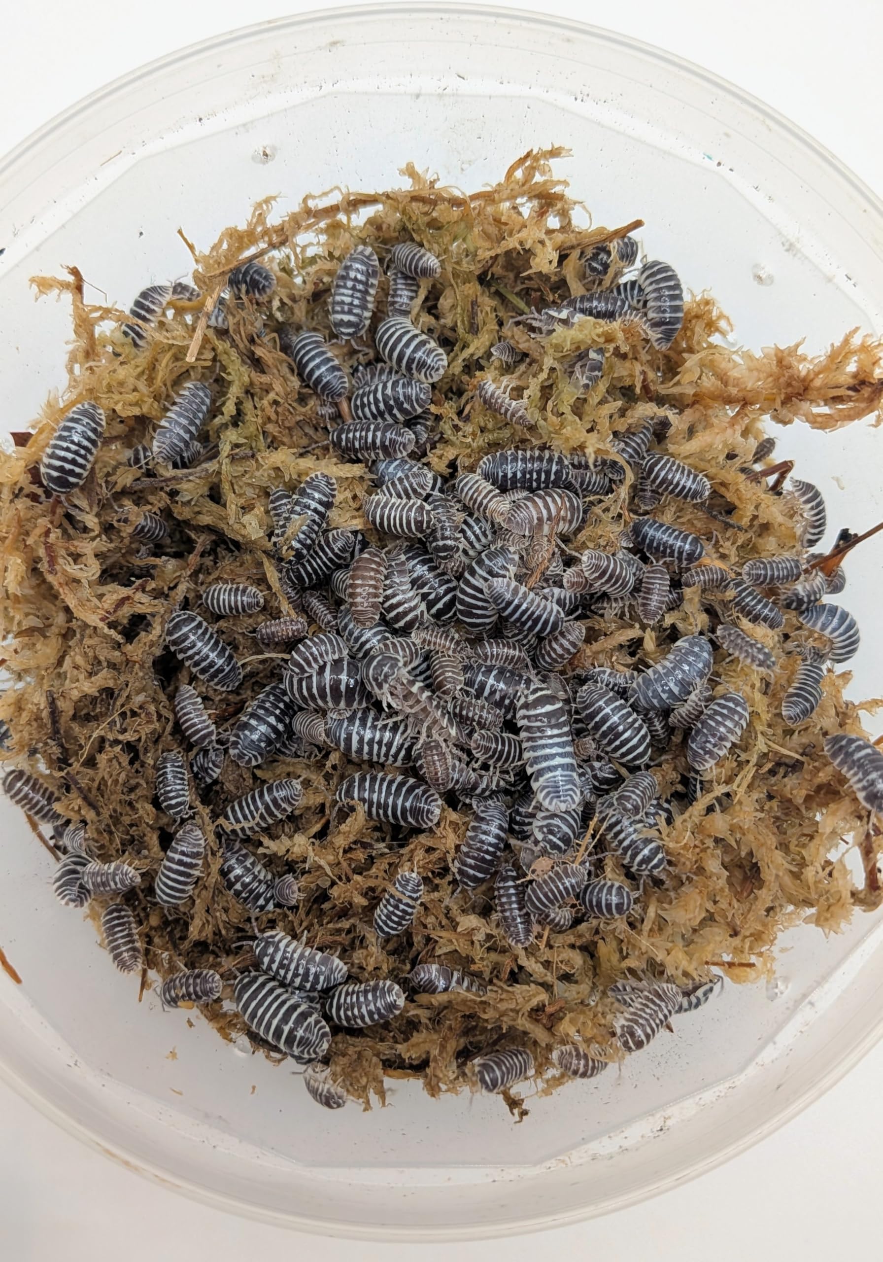 Live Zebra Isopods, mixed sizes (10 + 2 spare). Starter colony for bioactive terrarium/clean up crew. Roly-polies, woodlice, pillbugs.