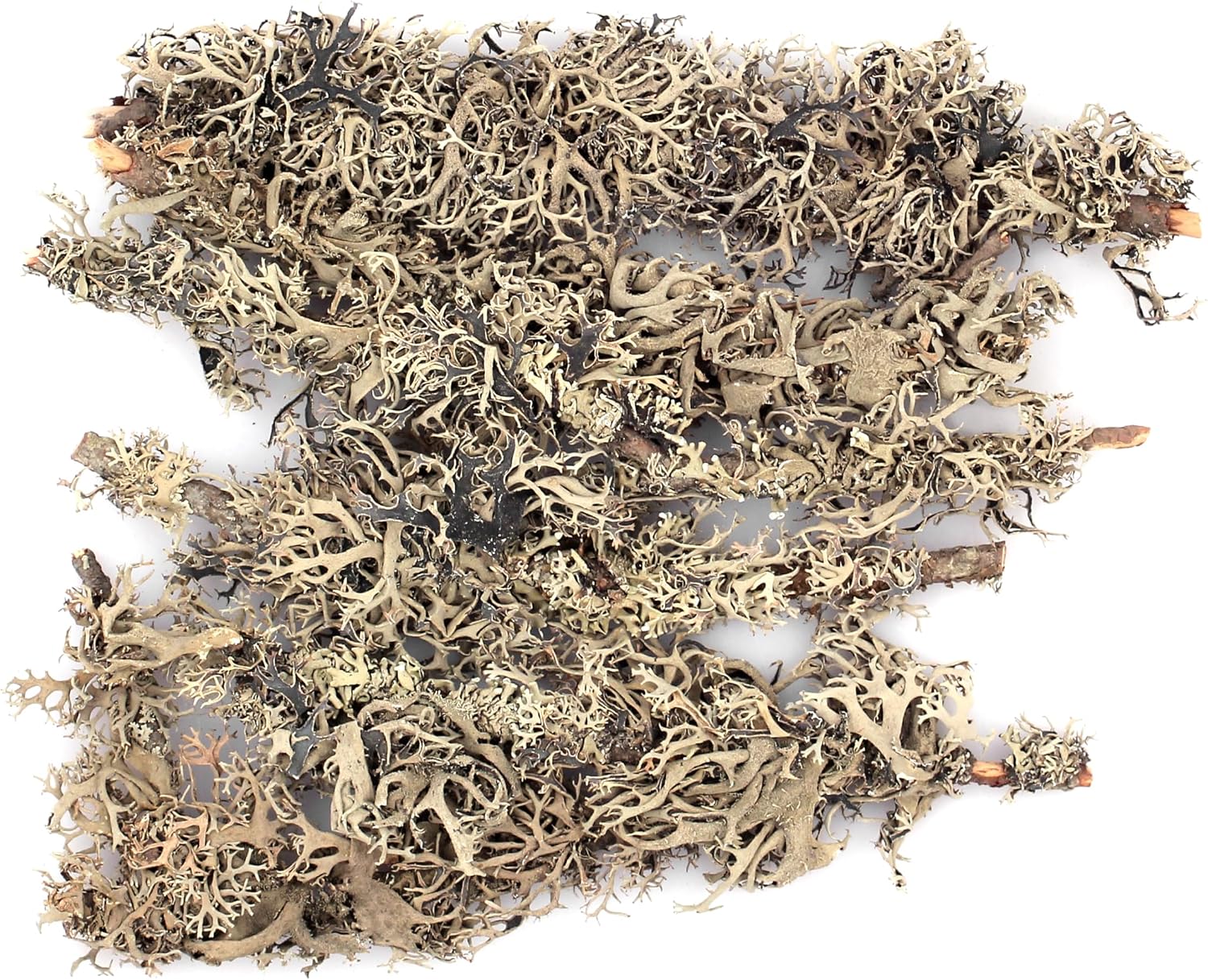 SuperMoss Branched Lichen Parmelia, Natural Grey