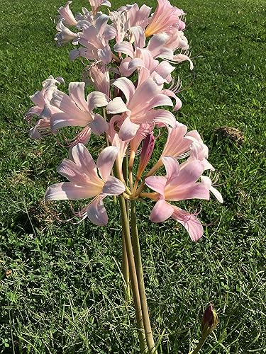 Miniatura 5 de 3 lirios araña rosas de raíz desnuda, liriolirio sorpresa lirio del jersey lirio de la resurrección lirio de agosto Raidanti Squamigera