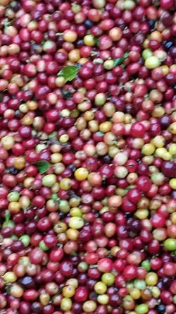 Unroasted Green Coffee Beans 100% Arabica - Washed - single farm origin (5 Lb)