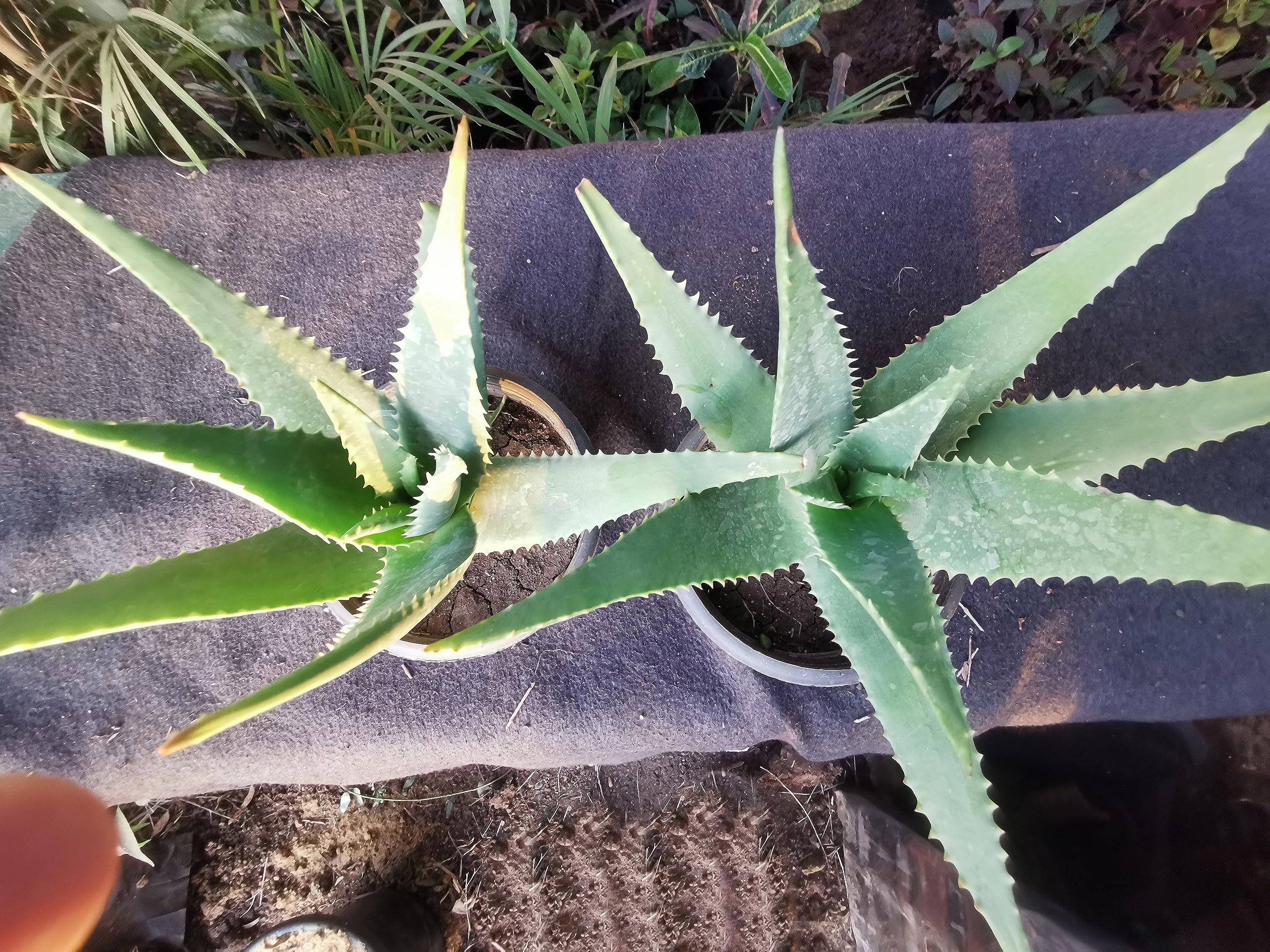 aloe vera on vulva Restore® Moisturizing Vaginal Gel main image 0