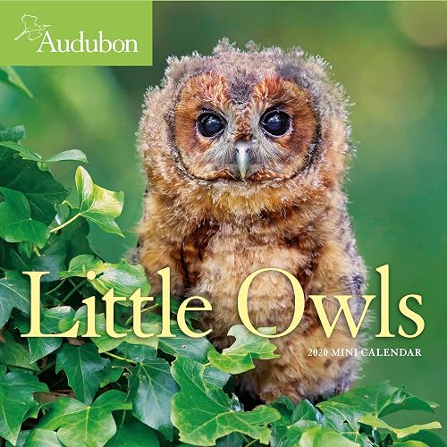 2020 Audubon Little Owls Mini Wall Calendar