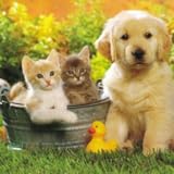 Lovely Pets Wallpapers