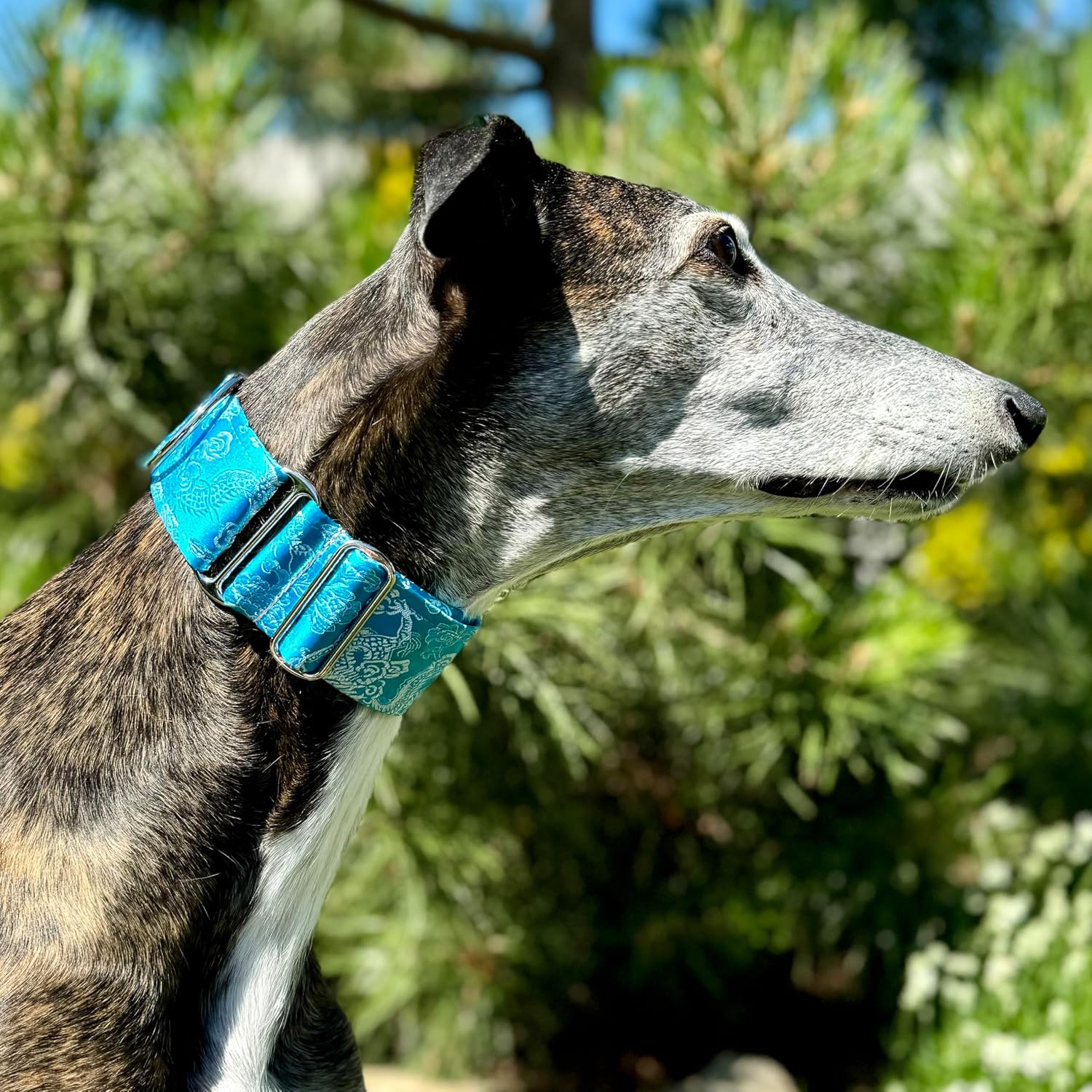 SGang Extra Soft Martingale Dog Collar for Greyhound Saluki Whippet and Other Breeds with Similar Neck 2'' Wide (XL 17”-22“)