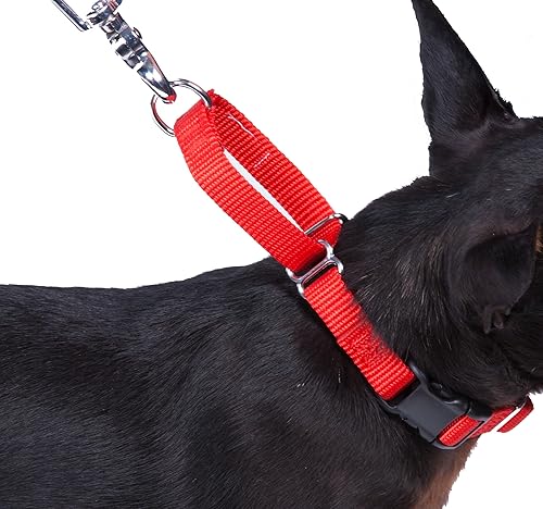 Vista 71 de GoGo Pet Products GoGo - Collar de perro Martingala de 3/8 pulgadas, talla XS, color naranja