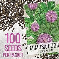 Vista 3 de Seed Needs paquete de 100 semillas, planta sensible "Compact Growth" (Mimosa Pudica), semillas no transgenéticas