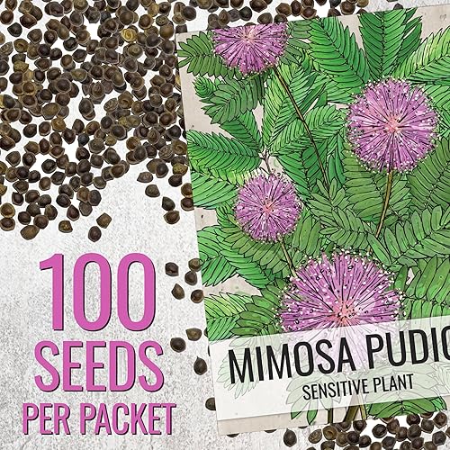 Miniatura 3 de Seed Needs Semillas de plantas sensibles para plantar Mimosa pudica - Flores anuales de polinización abierta y reliquia - Flores rosadas con hojas