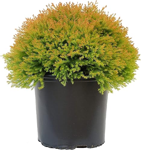 Miniatura 3 de Planta viva de Green Promise Farms Thuja occidentalis 'Polo Norte' (Arborvitae) Evergreen, contenedor de 3 tamaños, follaje verde