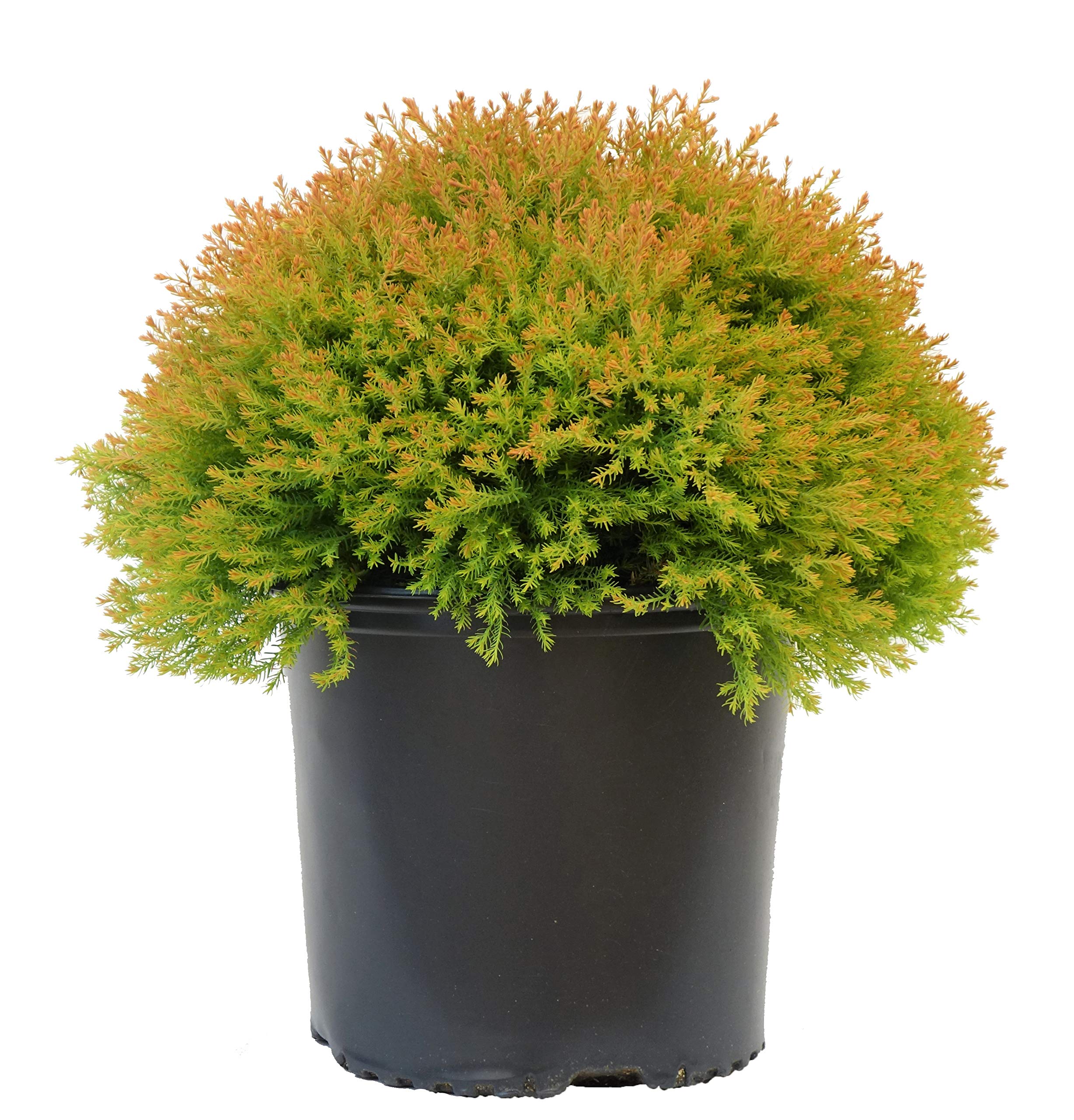 Green Promise Thuja Fire Chief