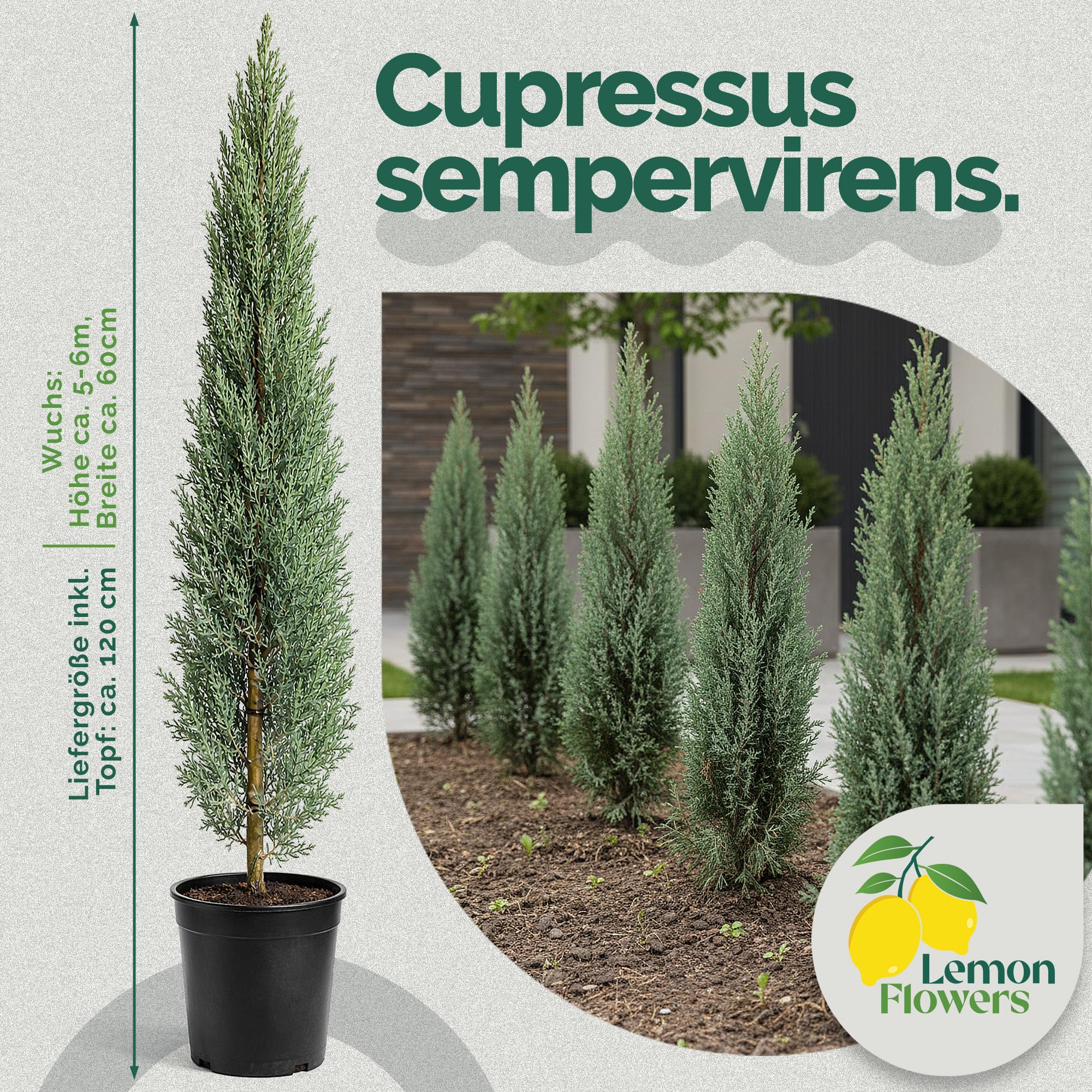 Cupressus Sempervirens Mini 120 cm Zypresse Winterhart -20° Sichtschutz Pflanzen Italienische Winterharte Zypresse Schnellwachsend
