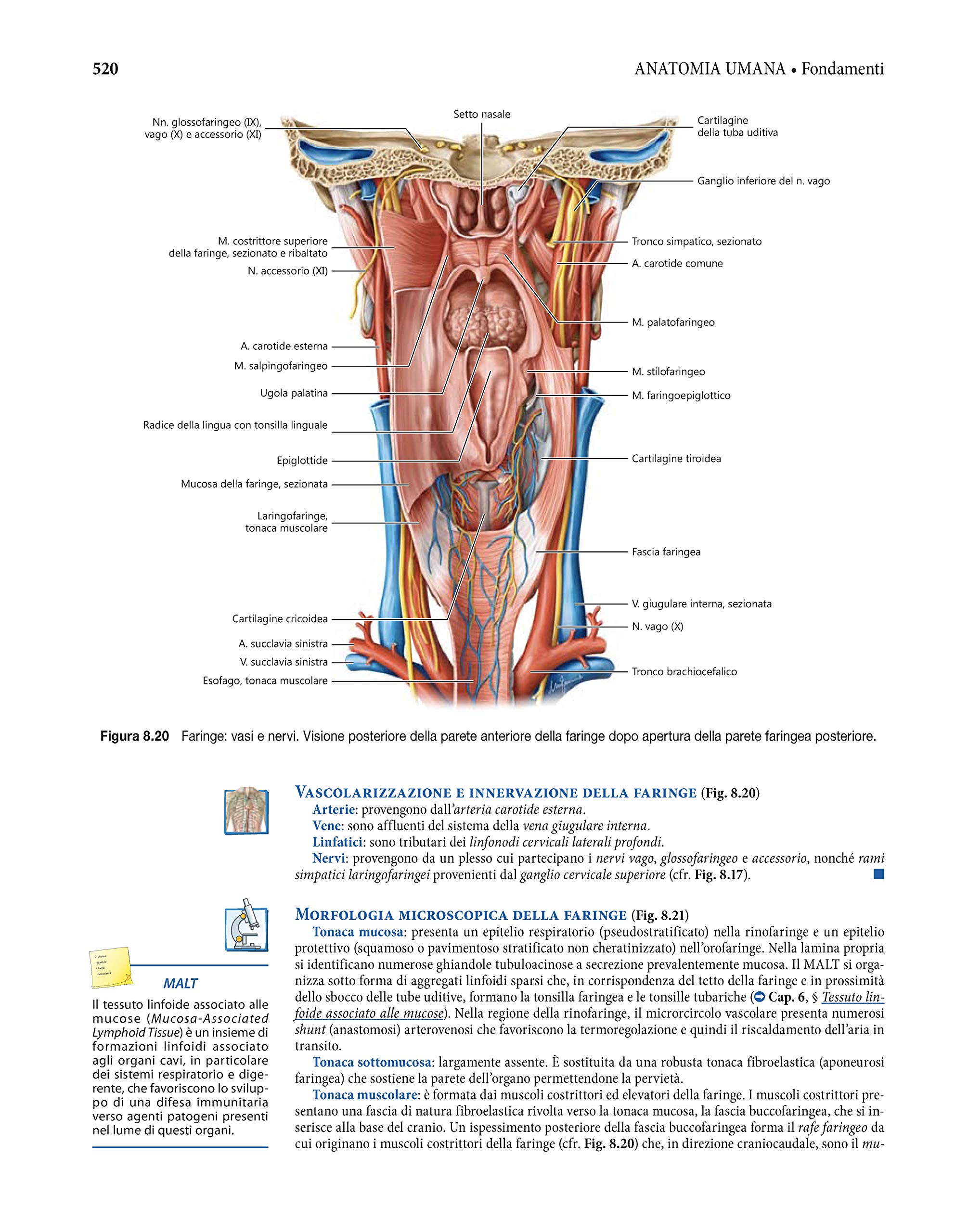 Anatomia umana. Fondamenti. Con istituzioni di istologia. Con e-book. Con espansione online