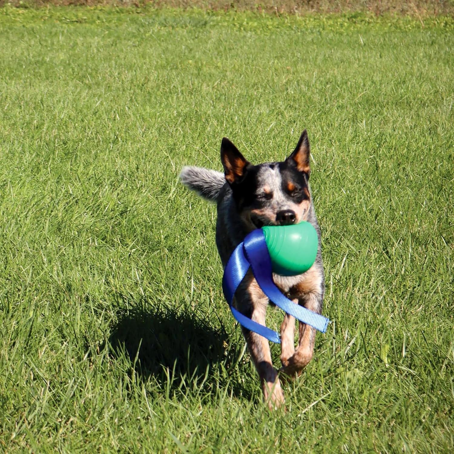 PetKORE: KoreFlex Ball & Tail - 4.75", Green, Dog Toy, Shape Maintaining Rubber, Durable Strap, Treat Stuffing Center, Bounce-Tug-Fetch-Chew, Pet Play