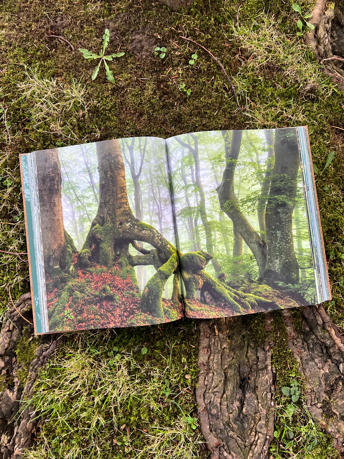THE WOODS: Einzigartiger Kosmos - Ewiger Kreislauf: wunderschöner Bildband mit Holzcover, Waldwissen und Inspiration - ein ganz besonderes Geschenk