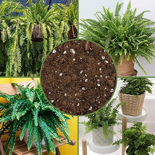 Miniatura 6 de Mezcla de tierra para macetas de helechos (8 cuartos de galón), mezcla mezclada a mano personalizada para jardinería en contenedores interiores y