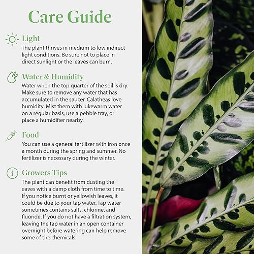 Miniatura 5 de American Plant Exchange Calathea - Serpiente de cascabel – 6 pulgadas con cubierta de maceta – Planta de interior viva apta para mascotas con hojas