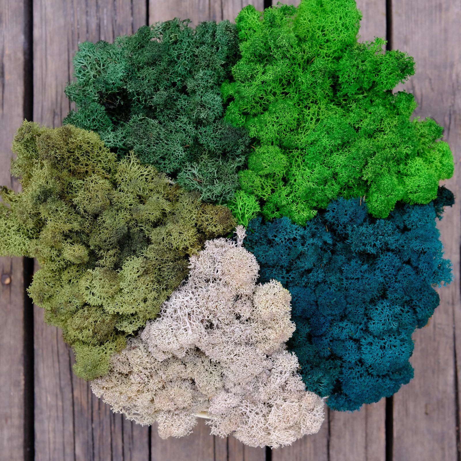 Prefleur Preserved Reindeer Mix Craft Moss Natural Green DIY Kit Gardenning Art Wall Decor Florist Easter Table Decor Wedding Decor (1lb)(White-01 Green-09 Green-16 Green-14 Green-15)(Style-31)