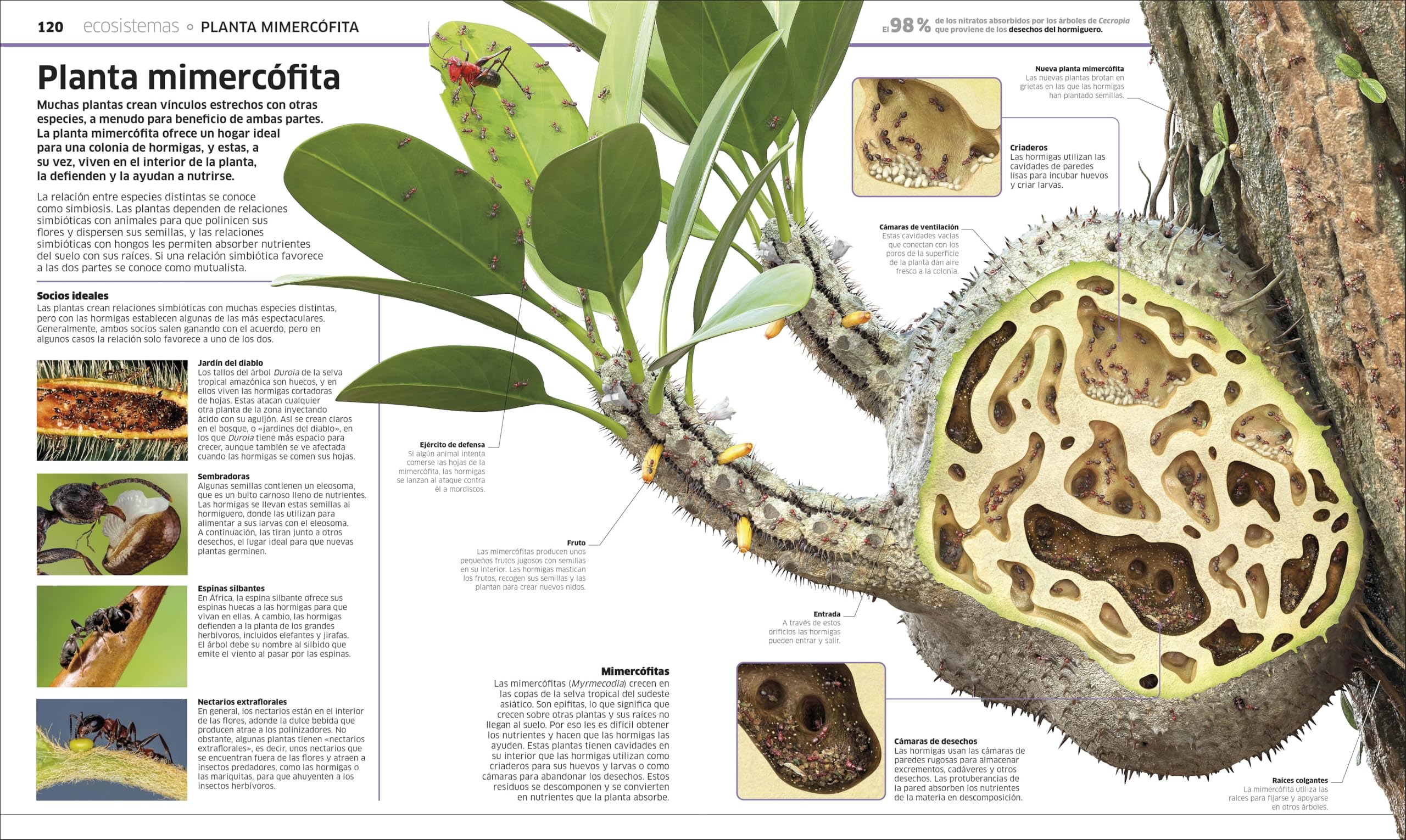 Plantas y hongos (Mundo 3D): El reino vegetal como nunca antes lo habías visto (Enciclopedia visual juvenil)