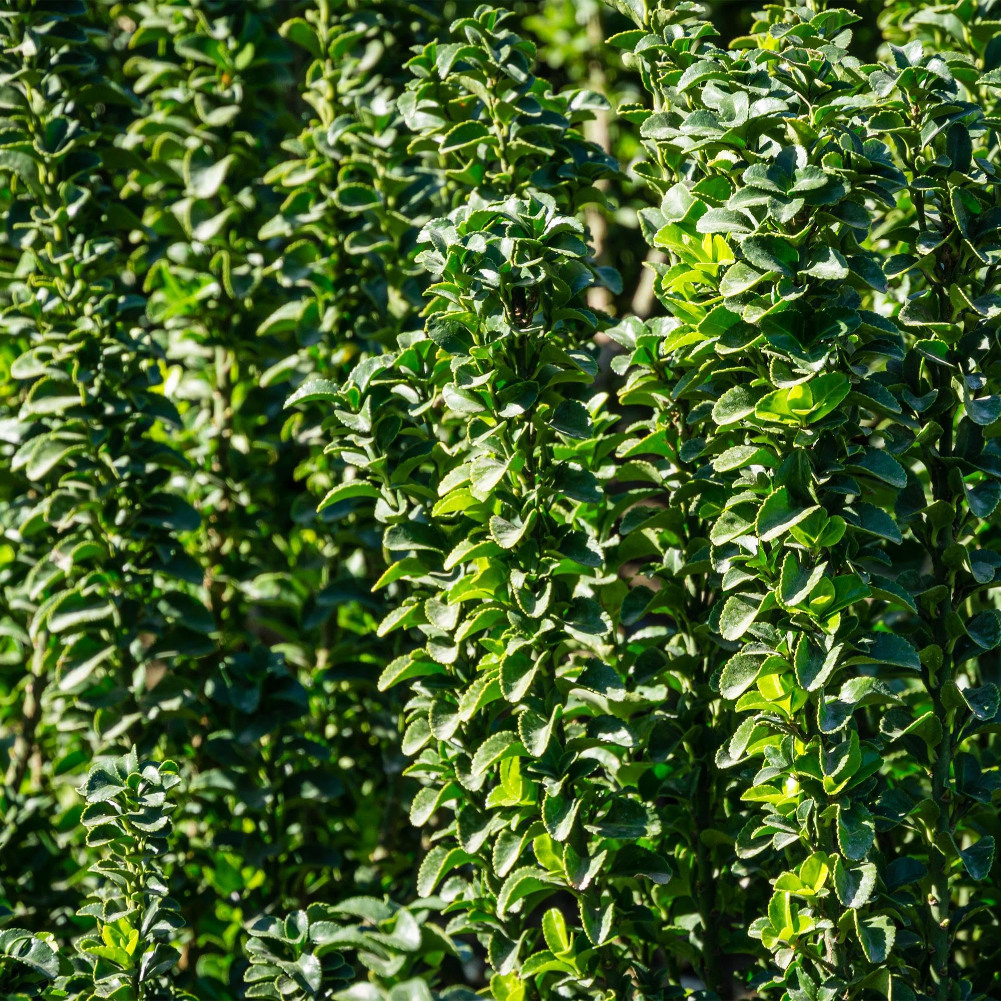 Japoński krzew wrzeciona Euonymus japonicus Green Spire – roślina żywopłotowa – zielony liść, 6 roślin, 1 m, zimozielony, 17 cm, wysokość 40 cm, łatwa w pielęgnacji i odporna na słońce