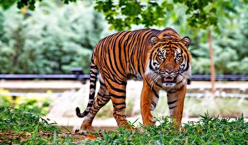 TIGER IMAGES