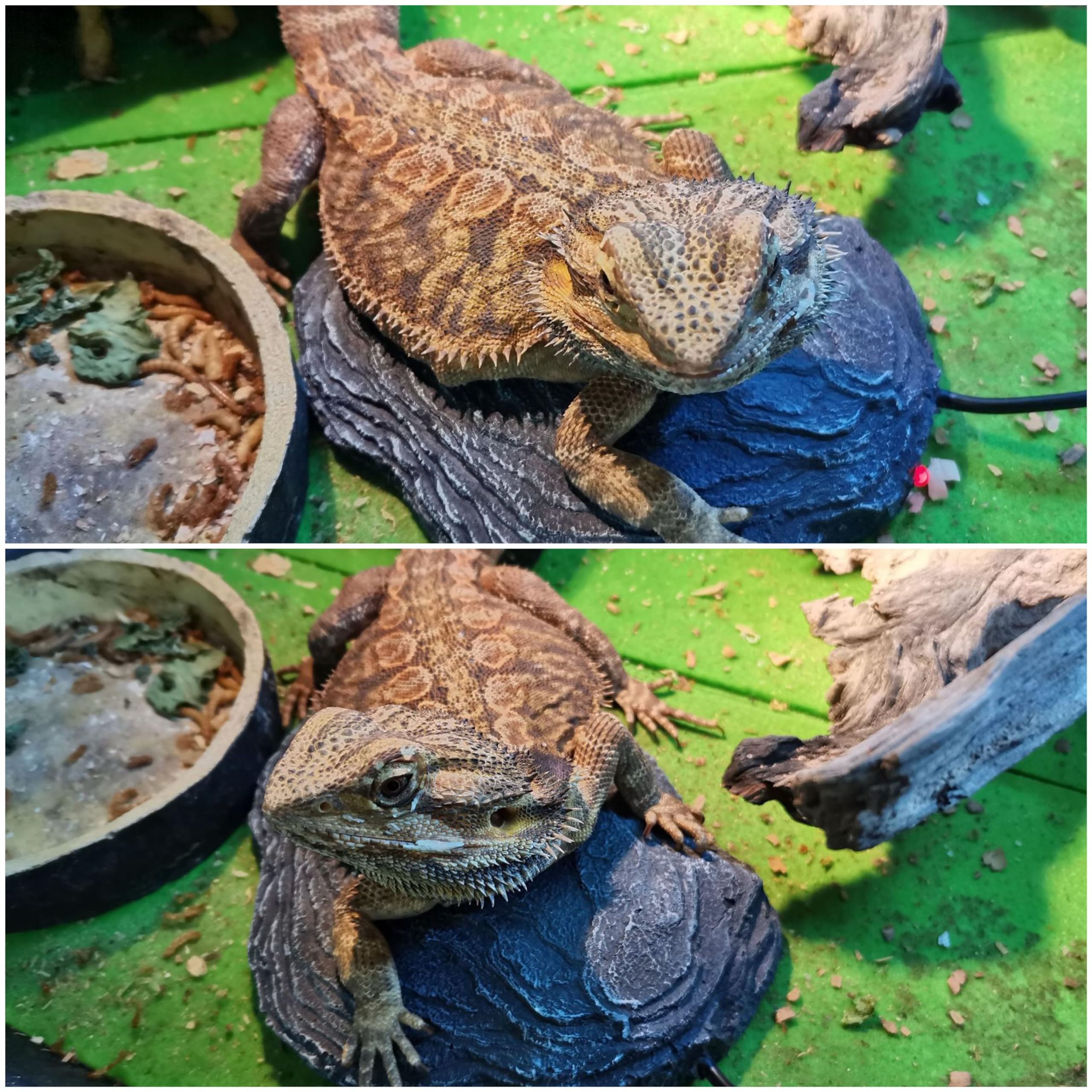 Almohadilla térmica para tanque de terrario de roca de calor para reptiles, plataforma térmica controlada por termostato para dragón barbudo, lagarto, serpiente, camaleón, tortuga, gecko