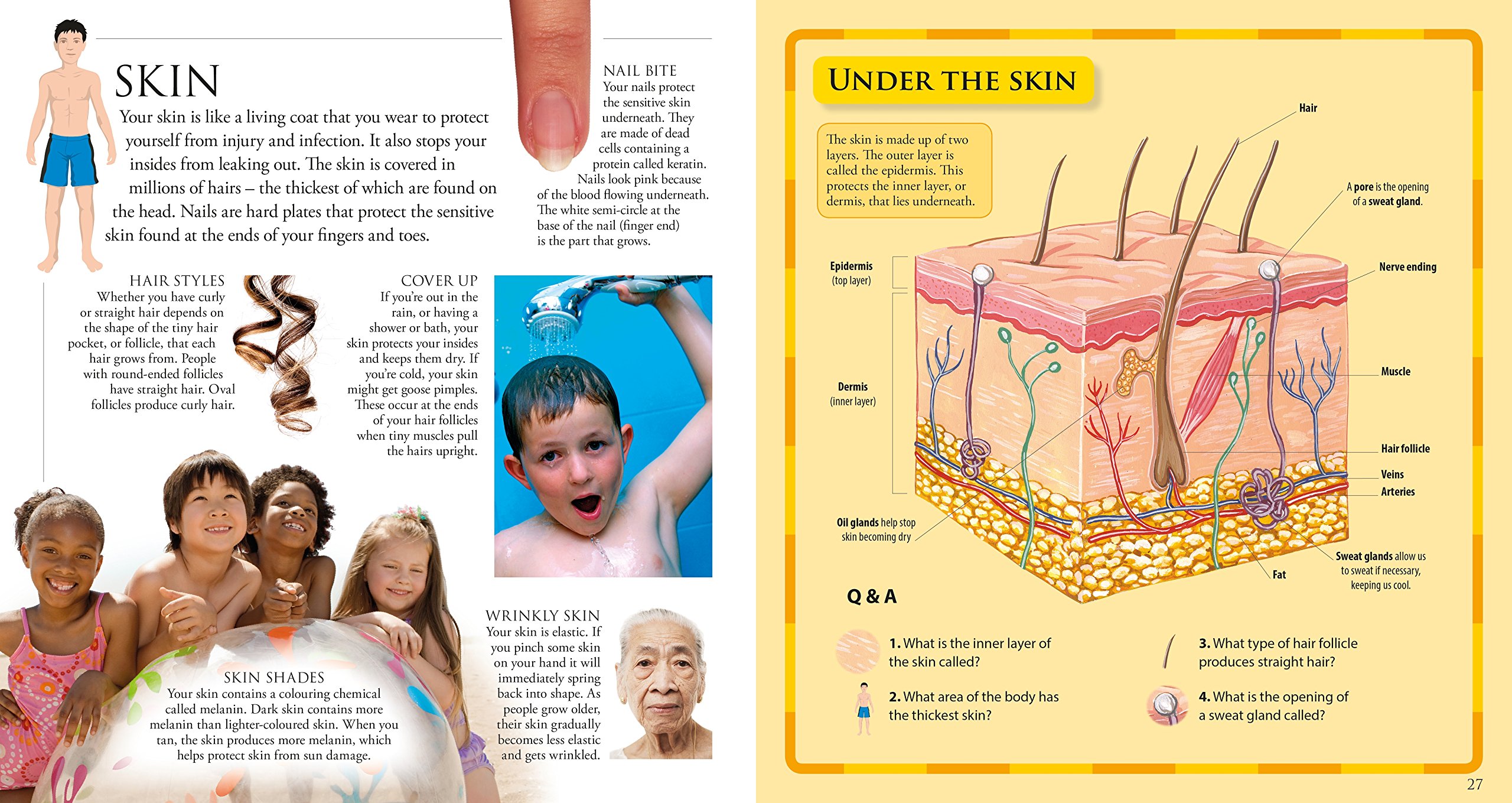 The Pop-up, Pull-out Human Body: Amazing Pop-up Skeleton and Pull-out Pages!