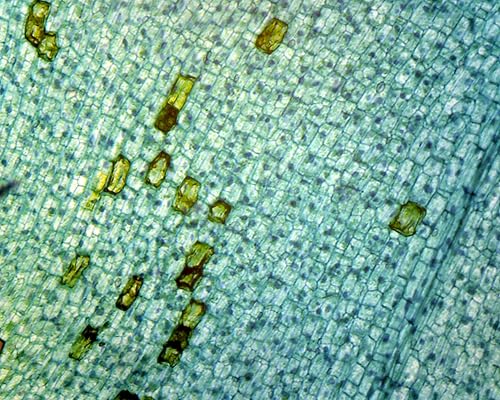 Hoja sumergida Elodea - Portaobjetos para microscopio