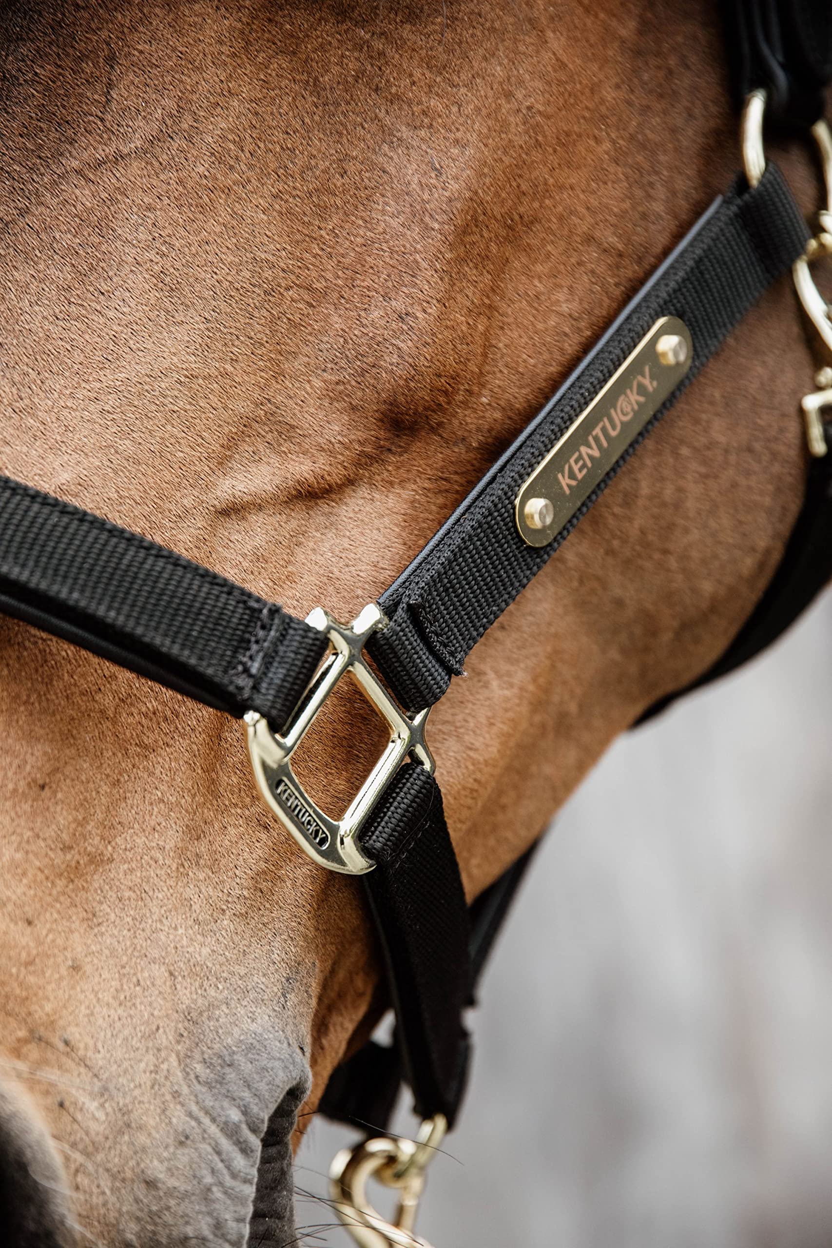 Kentucky Cabezada anatómica para Caballos Nylon