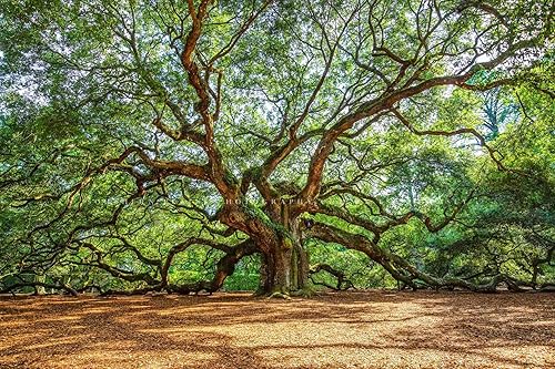 Nature Photography Print (Not Framed) Picture of Angel Oak Tree on Summer Day near Charleston South Carolina Southern Wall Art Lowcountry Decor (11"