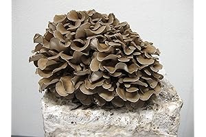 Spores Psilocybin Syringe | Experience Psychedelic Serenity