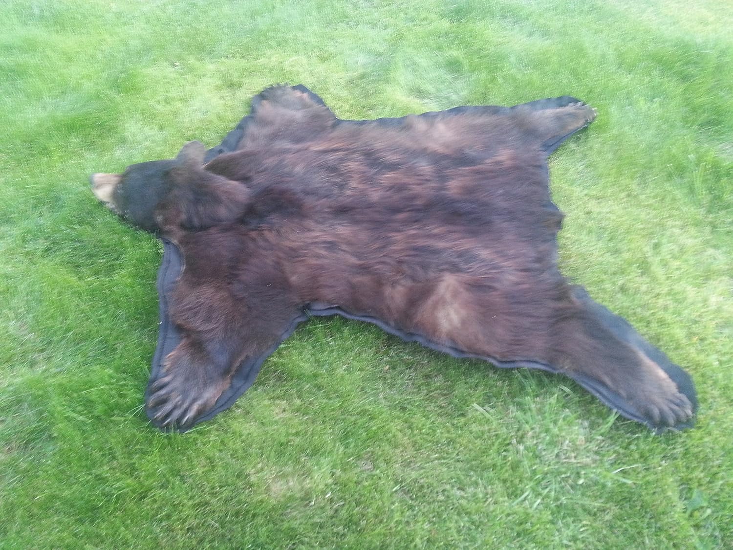 Real Alaskan Black Bear Rug 62" X 57.5" Ready for Your Ski