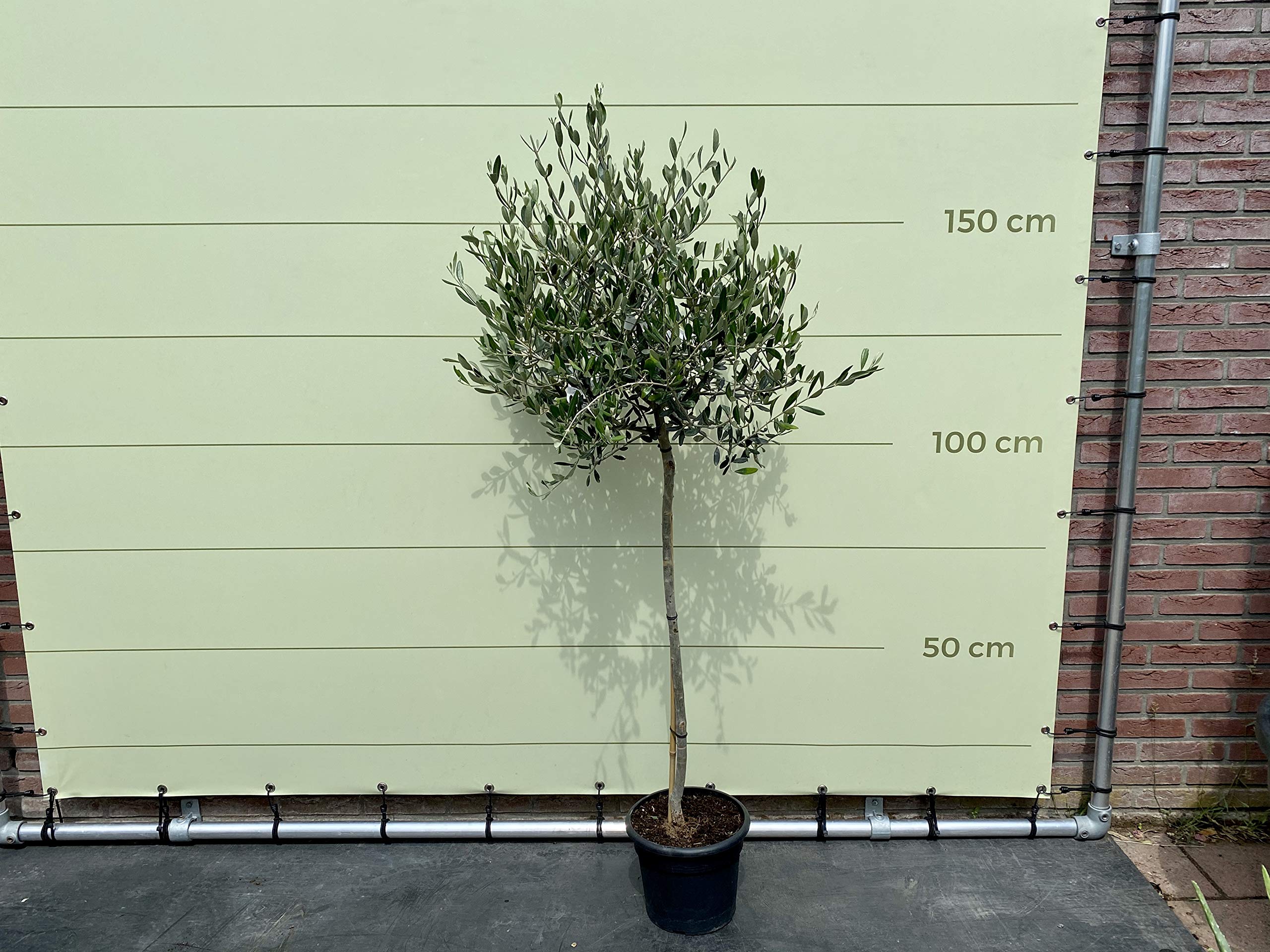 Olivier - Olea Europea Winterhart Olive - Différentes tailles (6-8 cm)