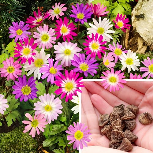 40 Anemone Blanda Mix Colour Garden Bulbs for Planting, Perennial