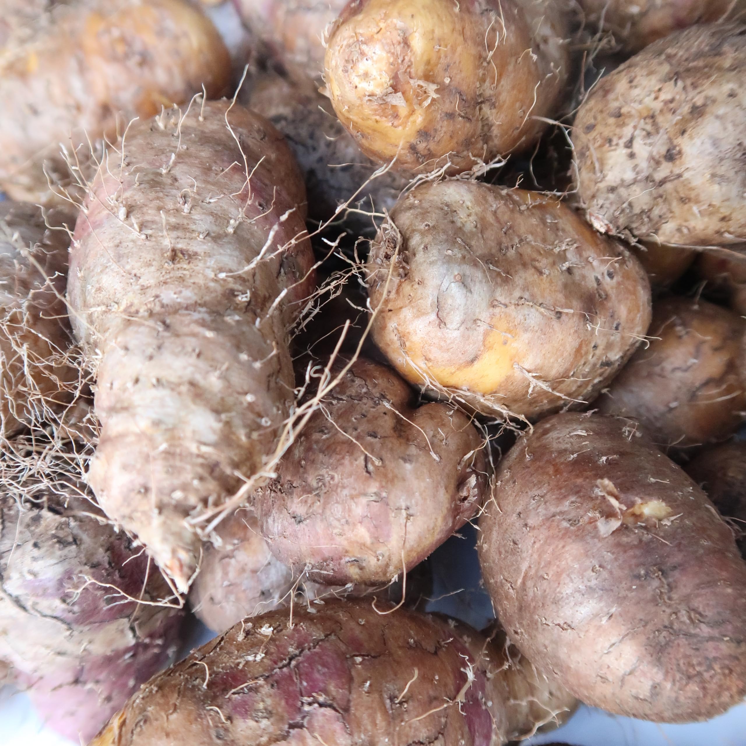 沖縄県産 琉球自然薯クーガ芋 10KG Amazon.co.jp: クーガ芋 10キロ 琉球自然薯 むかしながらの山芋 沖縄