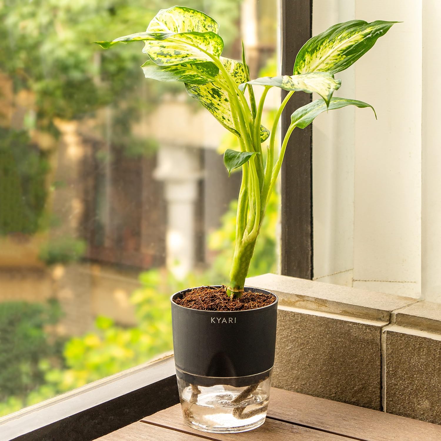 KYARI Dieffenbachia Indoor Plants for Living Room | Live Plants ...