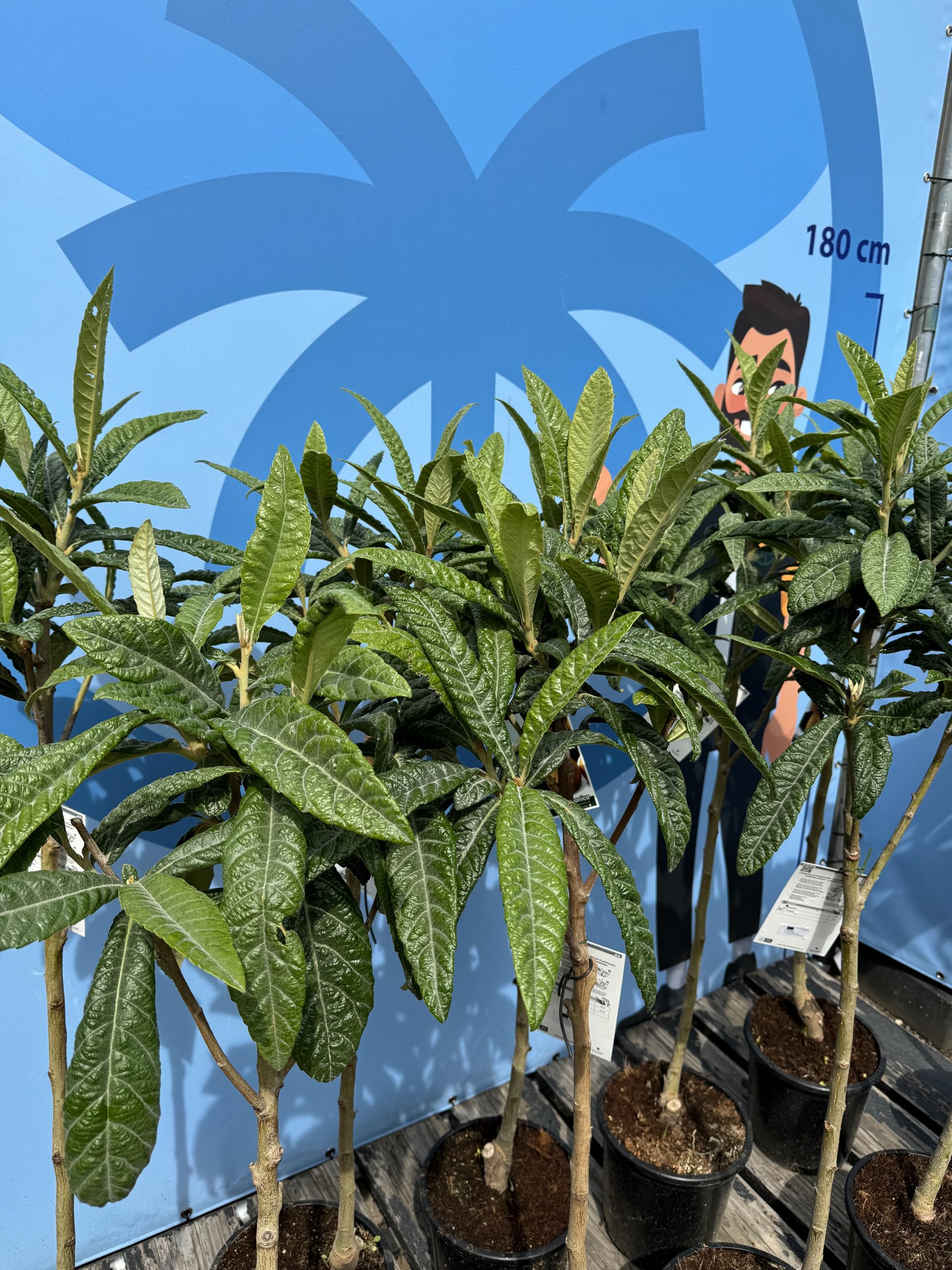 Japanische Wollmispel, Eriobotrya Japonica, Mispel 150cm Mispero, Argelino - A+