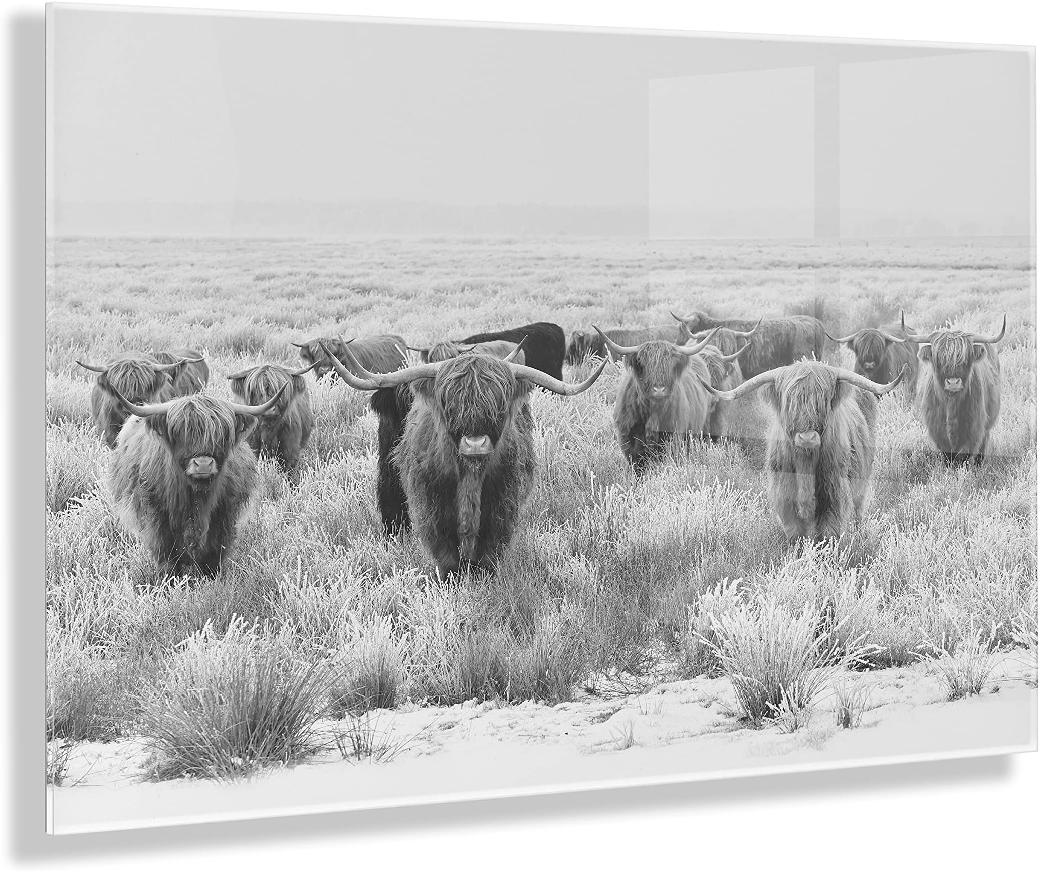 Kate and Laurel Herd of Highland Cows BW Floating Acrylic Art by The Creative Bunch Studio, 23x31, Assorted