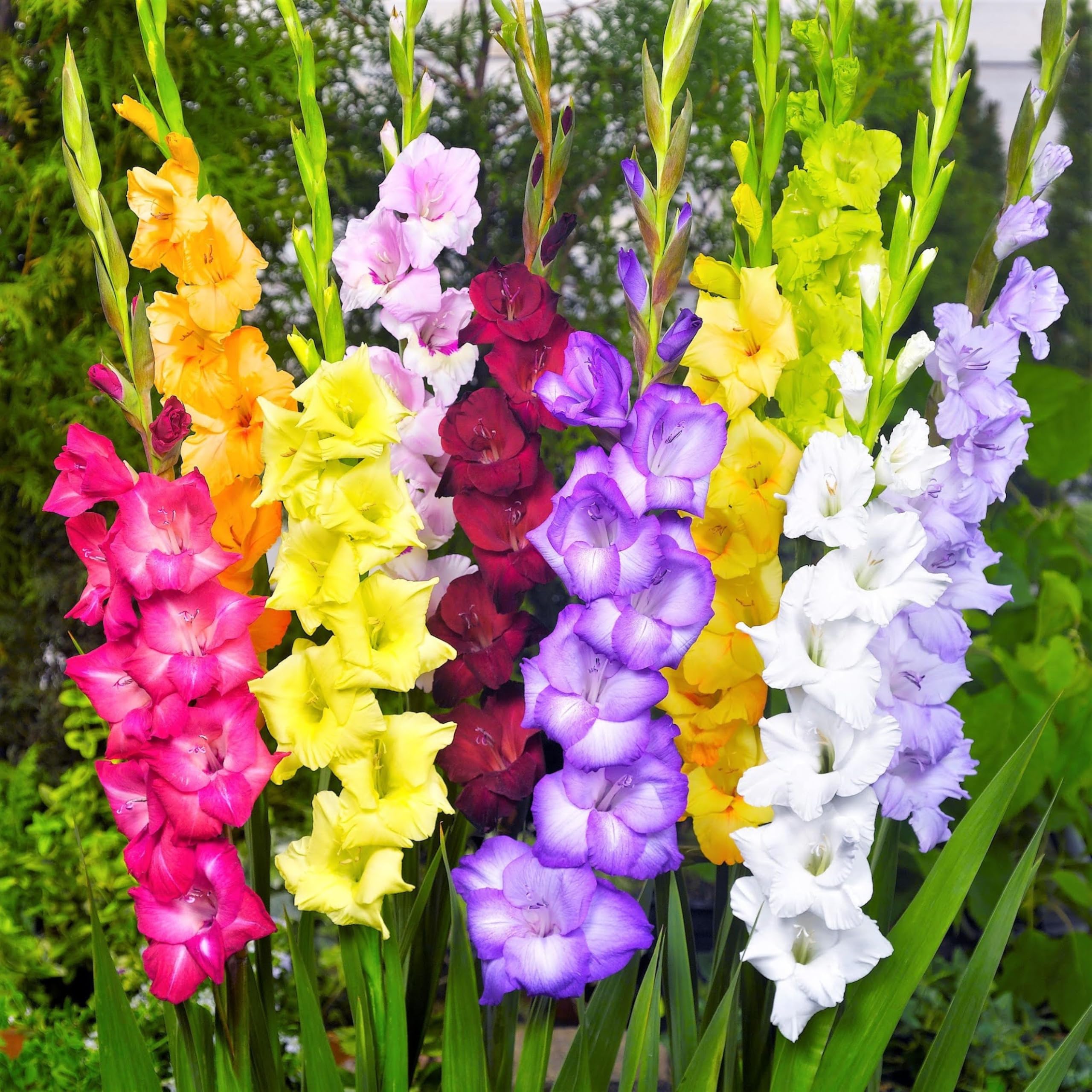 ONLY FOR ORGANIC Gladiolus 15 Flowering Bulbs - Multicolor | Fragrant Flower Plants Seeds for Home Gardening | Bulbs for Indoor Home Decor | Flowering Bulbs | Fresh Bulbs for Flower Pots (B0DBDM3K8Z) Amazon Price History, Amazon Price Tracker