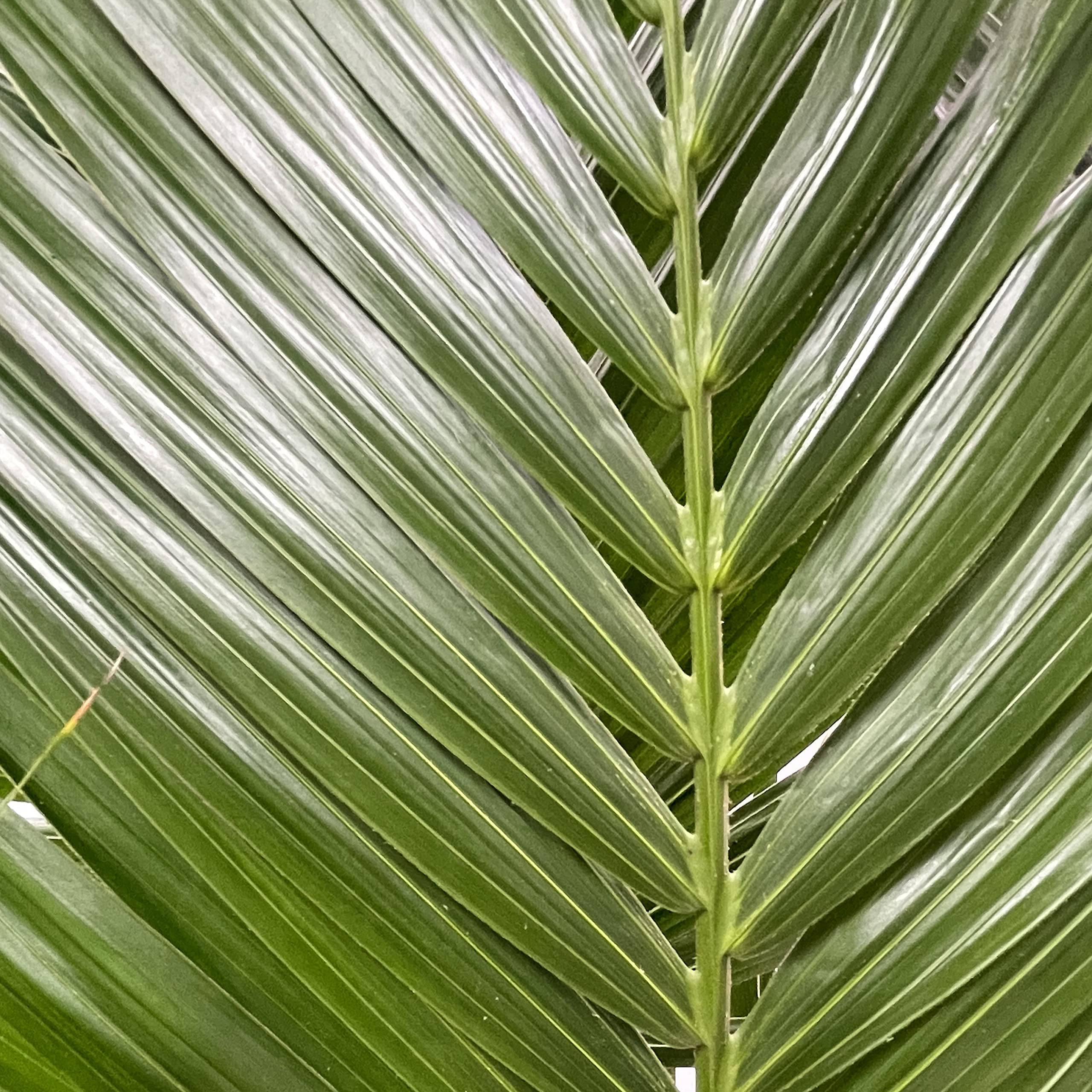KENTIS - Howea Forsteriana Kentia - Palma - Piante da Interno Vere - Pianta Tropicale da Appartamento H 160-170 cm Vaso Ø 24 cm