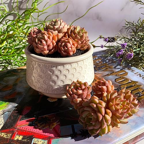 Miniatura 8 de Echeveria Ben Badis - Plantas suculentas vivas raras, racimo de 3.5 pulgadas de raíz desnuda sin maceta y tierra, decoración de escritorio de